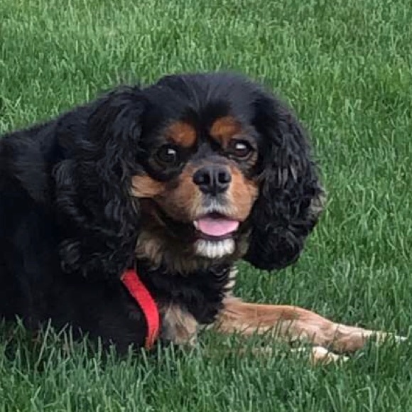 Meet your Posher, Lucas - Picture 1 of 1